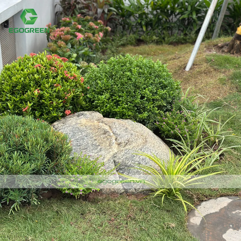 Bố trí cây đúng vị trí sẽ tăng yếu tố phong thủy